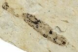 Detailed Fossil Crane Fly (Tipula) Larva - France #256802-1